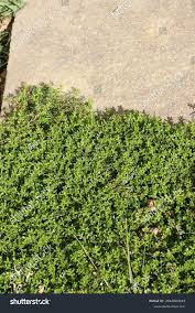 Attēlu rezultāti vaicājumam “Herniaria glabra leaf”