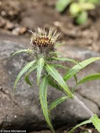 Attēlu rezultāti vaicājumam “Carlina biebersteinii leaf”