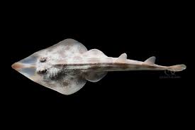 Image result for Pseudobatos lentiginosus