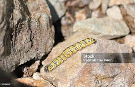 Attēlu rezultāti vaicājumam “Phalera bucephala larva”