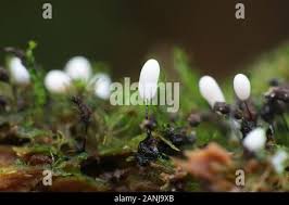 Attēlu rezultāti vaicājumam “Stemonitopsis typhina stalked”