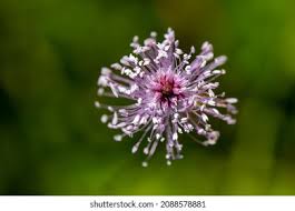 Attēlu rezultāti vaicājumam “Plantago media flower”
