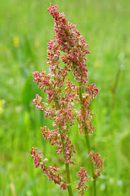 Attēlu rezultāti vaicājumam “Rumex acetosa”