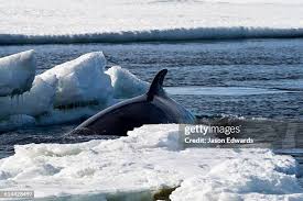 Image result for Balaenoptera bonaerensis