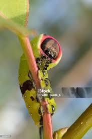 Attēlu rezultāti vaicājumam “Cerura vinula larva”