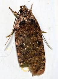 Attēlu rezultāti vaicājumam “Agonopterix ciliella imago”
