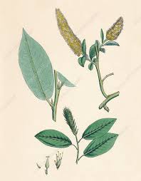 Attēlu rezultāti vaicājumam “Salix pentandra leaf”