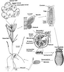 Attēlu rezultāti vaicājumam “Chara intermedia male”