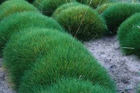 Attēlu rezultāti vaicājumam “Festuca polesica”