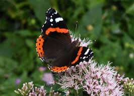 Attēlu rezultāti vaicājumam “Vanessa atalanta upperside”