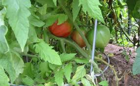 Afbeeldingsresultaat voor anna russian tomato