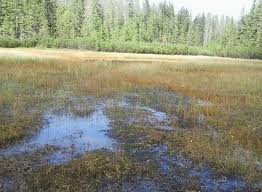 Attēlu rezultāti vaicājumam “Sparganium minimum”