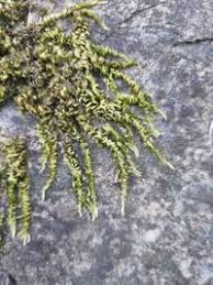 Attēlu rezultāti vaicājumam “Homalothecium sericeum”