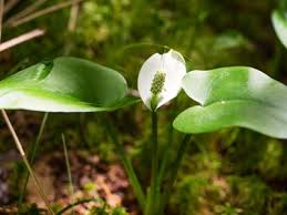 Attēlu rezultāti vaicājumam “Calla palustris leaf”