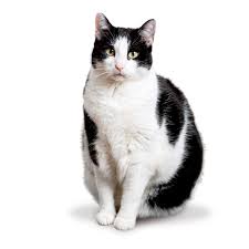 Afbeeldingsresultaat voor katten