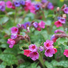 Image result for Pulmonaria officinalis