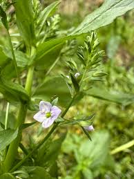Attēlu rezultāti vaicājumam “Veronica anagallis-aquatica flower”