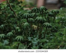 Attēlu rezultāti vaicājumam “Marchantiopsida”