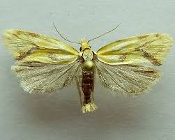 Attēlu rezultāti vaicājumam “Agapeta hamana”