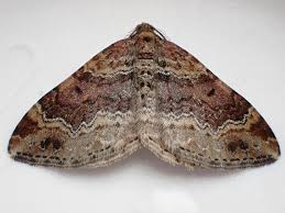 Attēlu rezultāti vaicājumam “Xanthorhoe spadicearia”