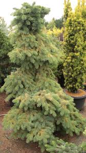 Attēlu rezultāti vaicājumam “Picea pungens”