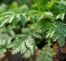 Attēlu rezultāti vaicājumam “Anthemis tinctoria leaf”