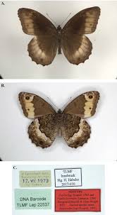 Attēlu rezultāti vaicājumam “Hipparchia alcyone underside”