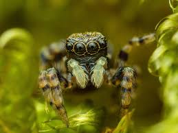 Attēlu rezultāti vaicājumam “Heliophanus sp.”