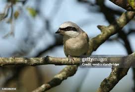 Attēlu rezultāti vaicājumam “Laniidae”