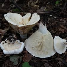 Attēlu rezultāti vaicājumam “Lactarius bertillonii”