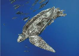 Image result for Dermochelys coriacea