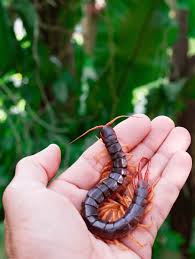 Attēlu rezultāti vaicājumam “Chilopoda”