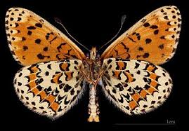 Attēlu rezultāti vaicājumam “Melitaea didyma male”