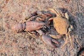 Image result for Cancer irroratus