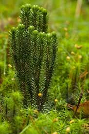 Attēlu rezultāti vaicājumam “Huperzia selago”