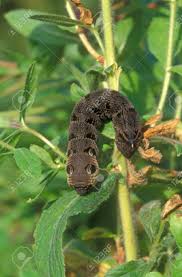 Attēlu rezultāti vaicājumam “Deilephila elpenor larva”