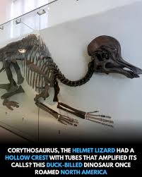 Bildergebnis für corythosaurus