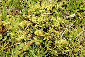 Attēlu rezultāti vaicājumam “Aulacomnium”