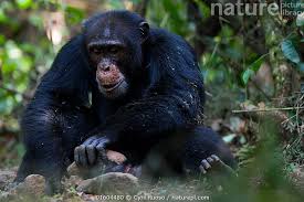 Attēlu rezultāti vaicājumam “Troglodytes troglodytes adult”