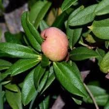 Attēlu rezultāti vaicājumam “Exobasidiales”