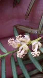 Attēlu rezultāti vaicājumam “Taxus baccata female flower”