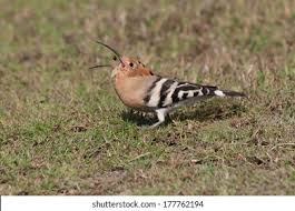 Image result for hoepoe