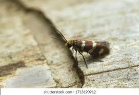 Attēlu rezultāti vaicājumam “Micropterix aureatella”