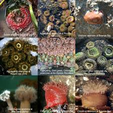 Image result for sea Anemone