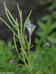 Attēlu rezultāti vaicājumam “Epilobium hirsutum leaf”