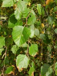 Attēlu rezultāti vaicājumam “Betula pubescens leaf”