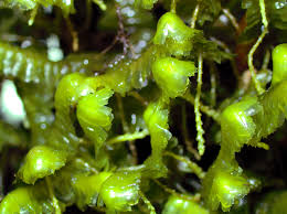 Attēlu rezultāti vaicājumam “Bazzania trilobata”