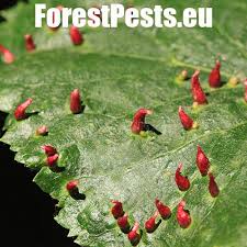 Attēlu rezultāti vaicājumam “Eriophyes tiliae”