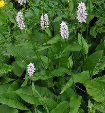 Attēlu rezultāti vaicājumam “Bistorta major leaf”