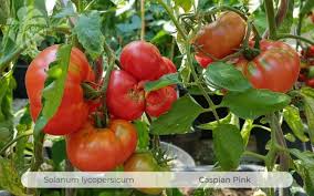 Afbeeldingsresultaat voor caspian pink tomato